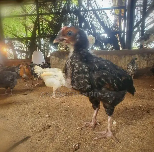 கிளிநொச்சி ஊர்க்கோழிகள்