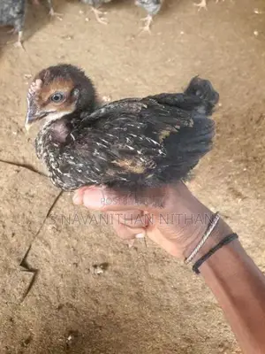 கிளிநொச்சி ஊர்க்கோழிகள்