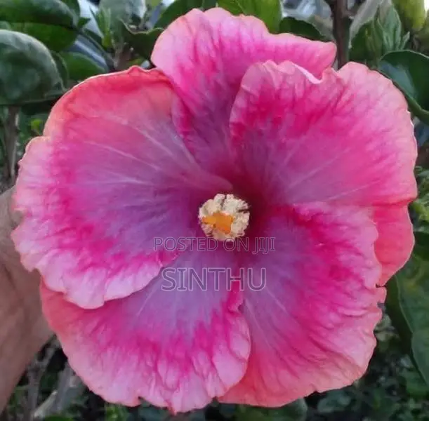 செம்பருத்தி மரக்கன்றுகள்