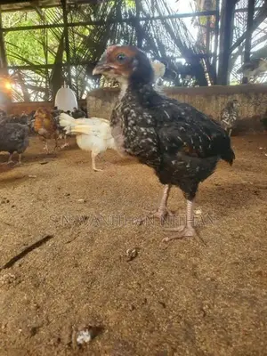 கிளிநொச்சி ஊர்க்கோழிகள்