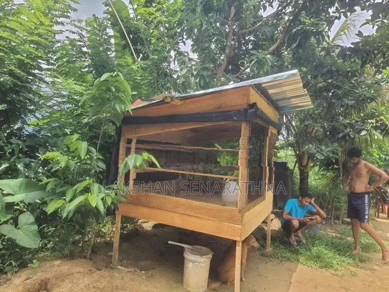 Bird Cage