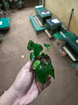 Anubias