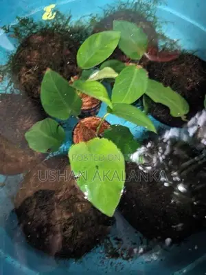 Anubias