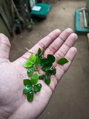 Anubias