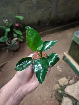 Anubias