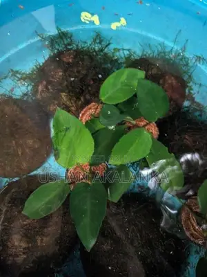 Anubias