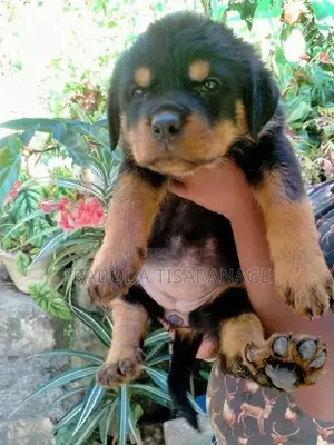 Rottweiler Male Puppies