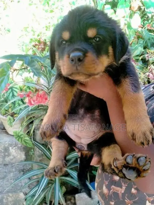 Rottweiler Male Puppies