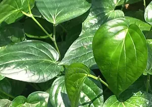 வெற்றிலை மரங்கள்