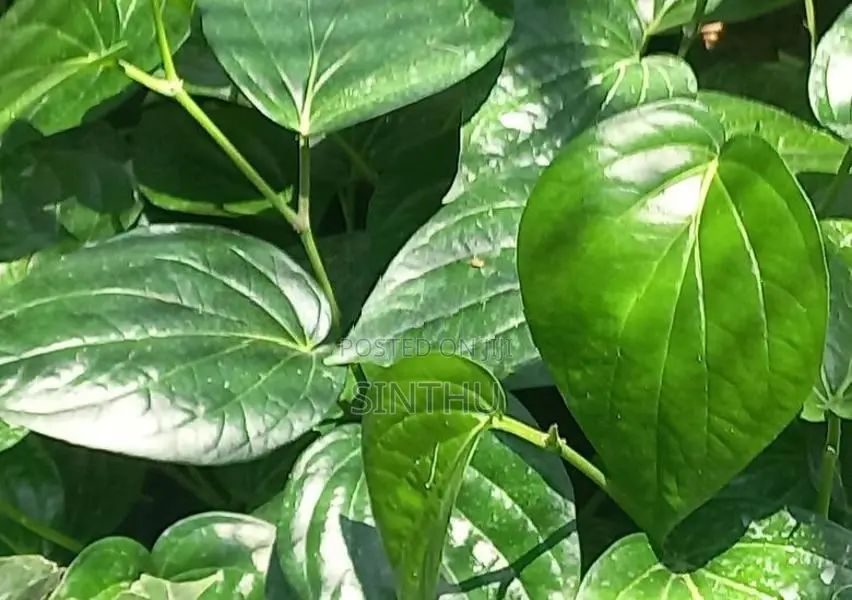 வெற்றிலை மரங்கள்