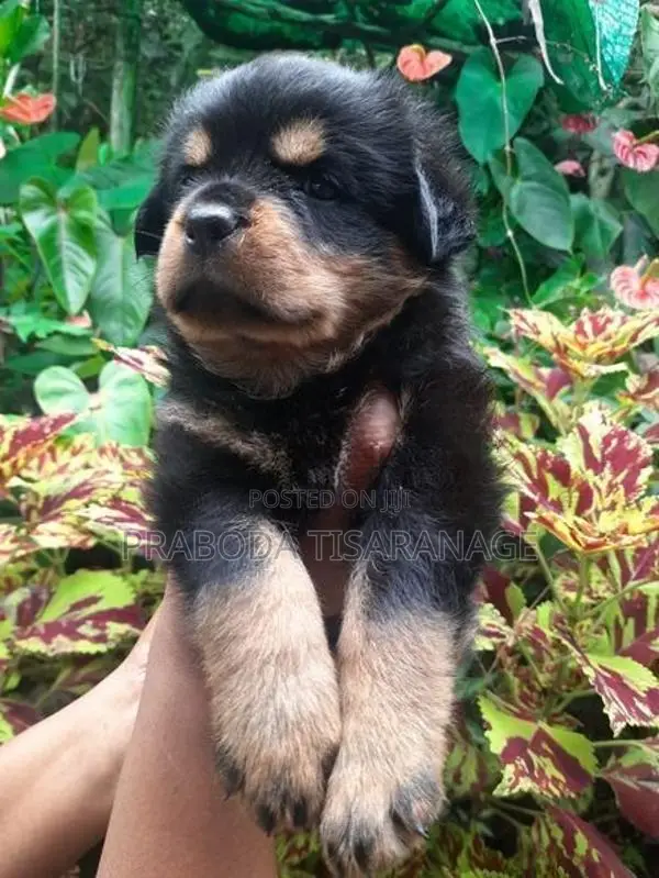 Rottweiler Male Puppies