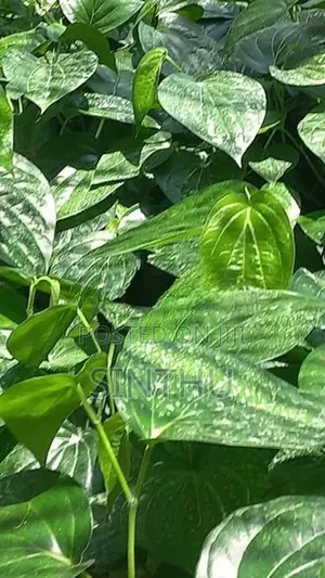 வெற்றிலை மரங்கள்