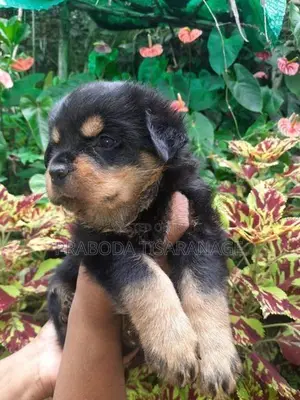 Rottweiler Male Puppies