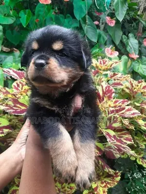 Rottweiler Male Puppies