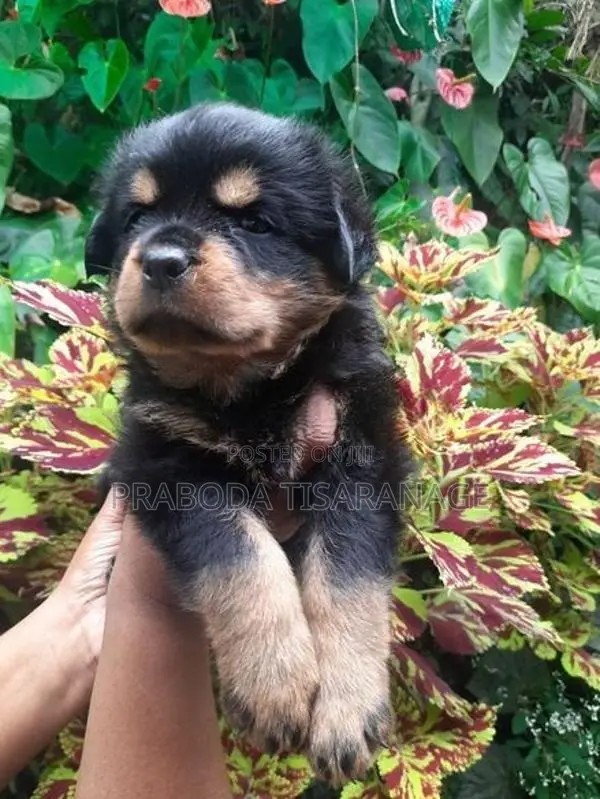 Rottweiler Male Puppies