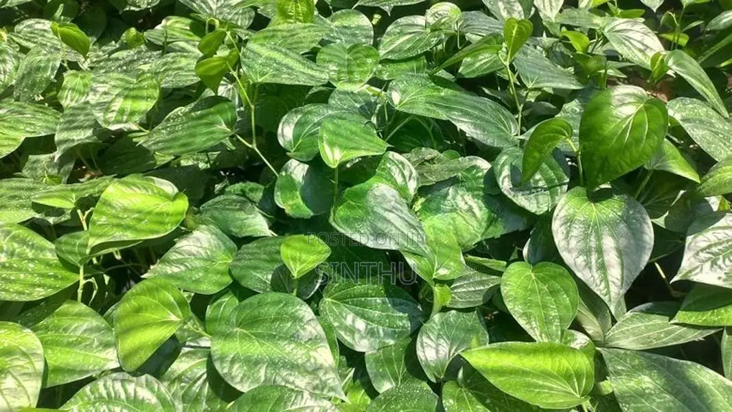 வெற்றிலை மரங்கள்