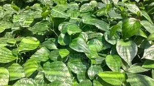 வெற்றிலை மரங்கள்