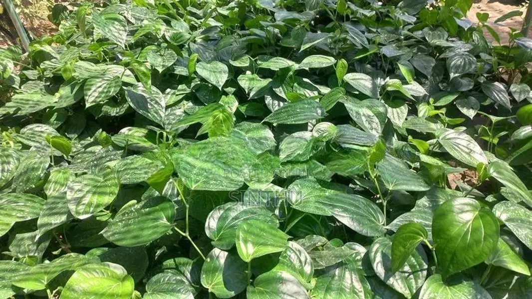 வெற்றிலை மரங்கள்
