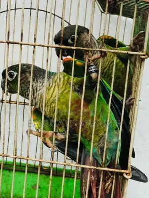 Green Cheek Breeding Pair