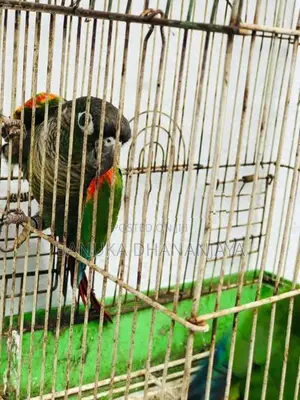 Green Cheek Breeding Pair