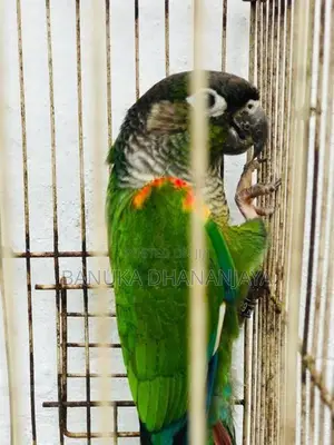 Green Cheek Breeding Pair