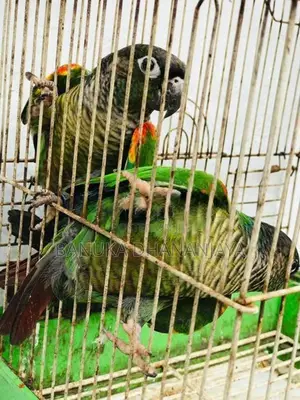 Green Cheek Breeding Pair