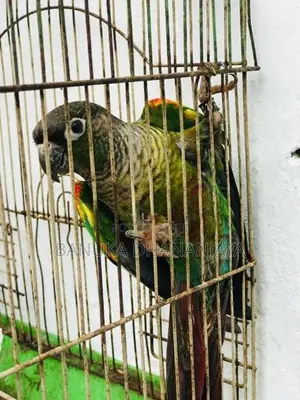 Green Cheek Breeding Pair