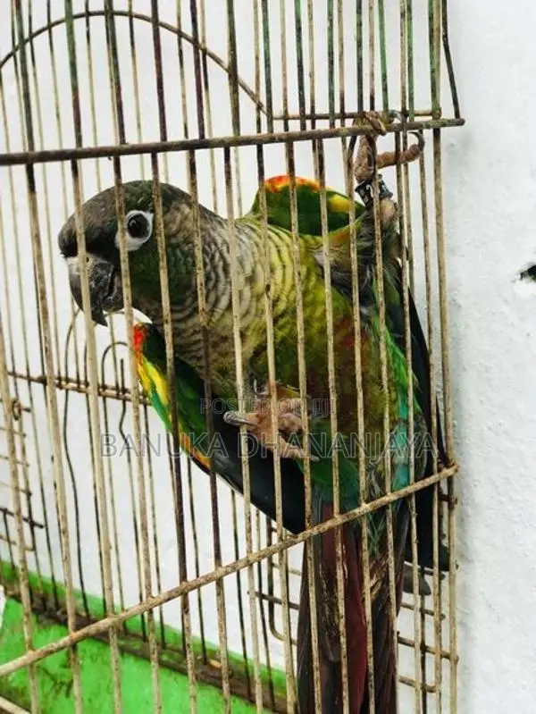 Green Cheek Breeding Pair