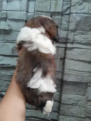 Shih Tzu Puppies