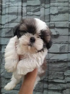 Shih Tzu Puppies