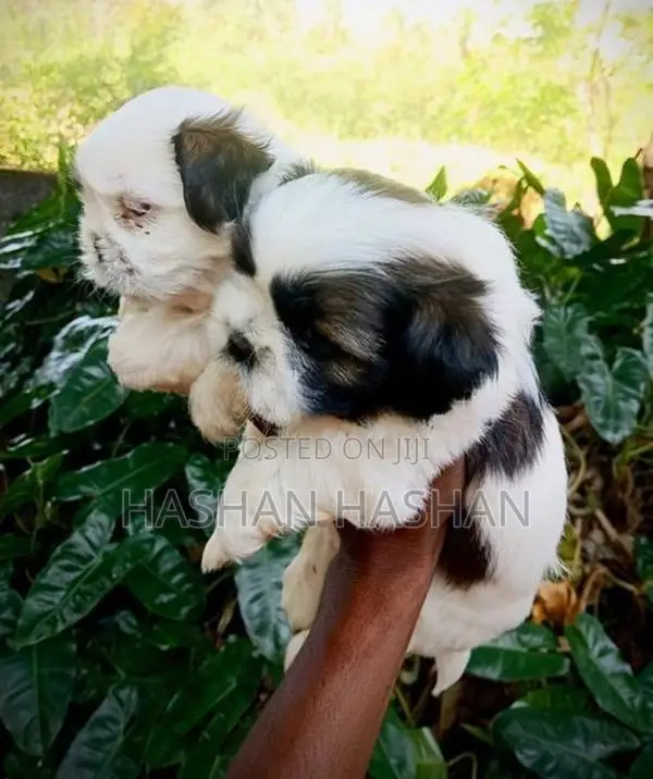 Shih Tzu Puppies