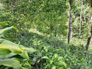 A Valuable Commercial Land for Sale in Peradeniya.