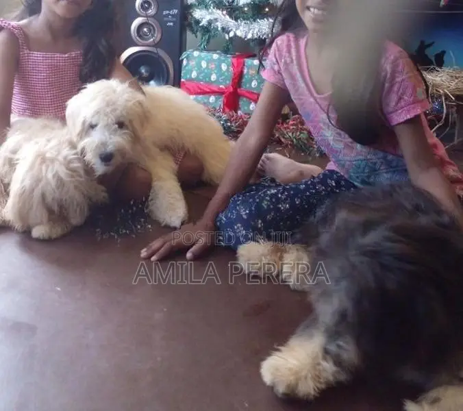 Tibbetan Terrier Puppy