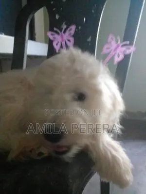 Tibbetan Terrier Puppy