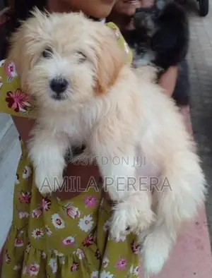 Tibbetan Terrier Puppy