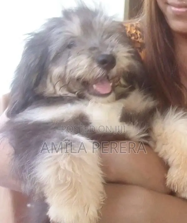 Tibbetan Terrier Puppy