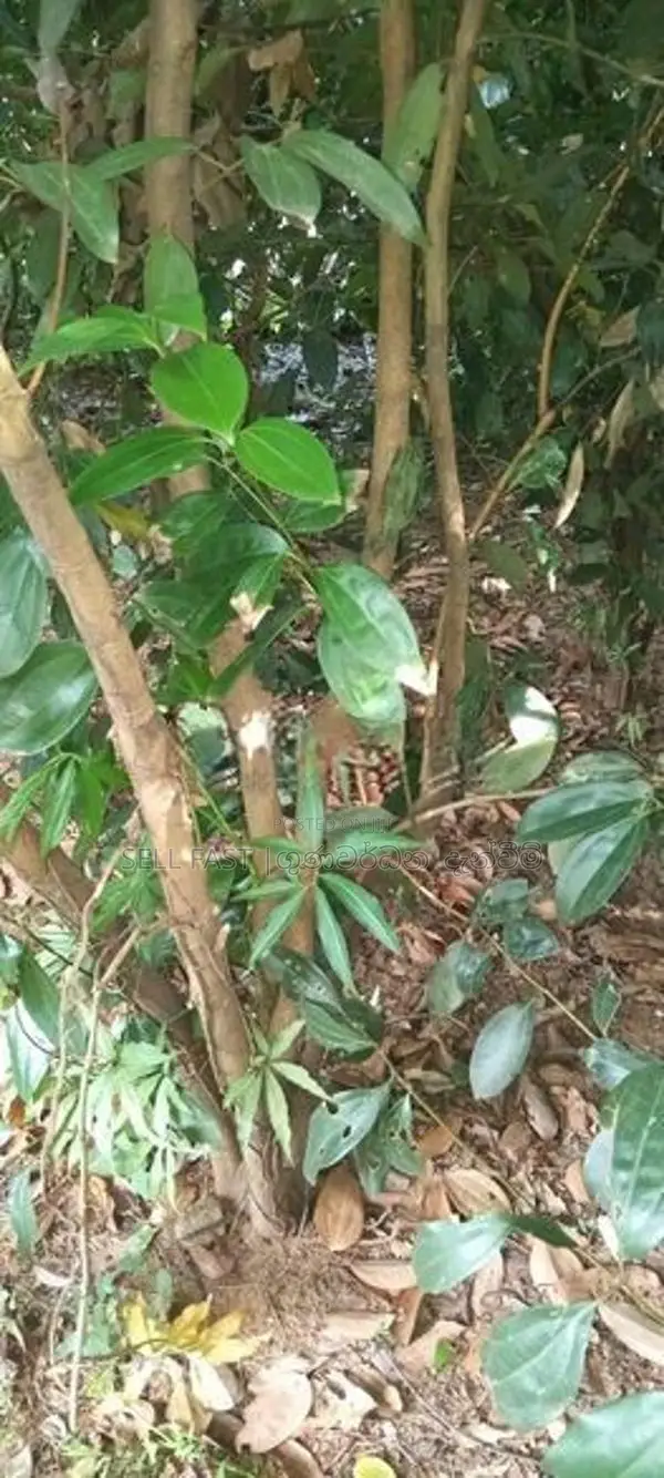 හොඳින් මෝරන ලද කුරුදු ගස් 200 විකිනීමට