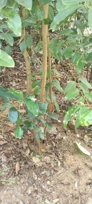 හොඳින් මෝරන ලද කුරුදු ගස් 200 විකිනීමට