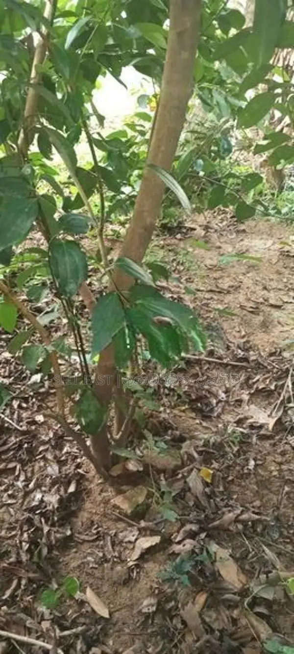 හොඳින් මෝරන ලද කුරුදු ගස් 200 විකිනීමට