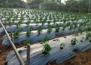වල් මර්ධක පොලිතීන් (Mulch Film )