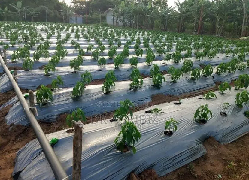 වල් මර්ධක පොලිතීන් (Mulch Film )
