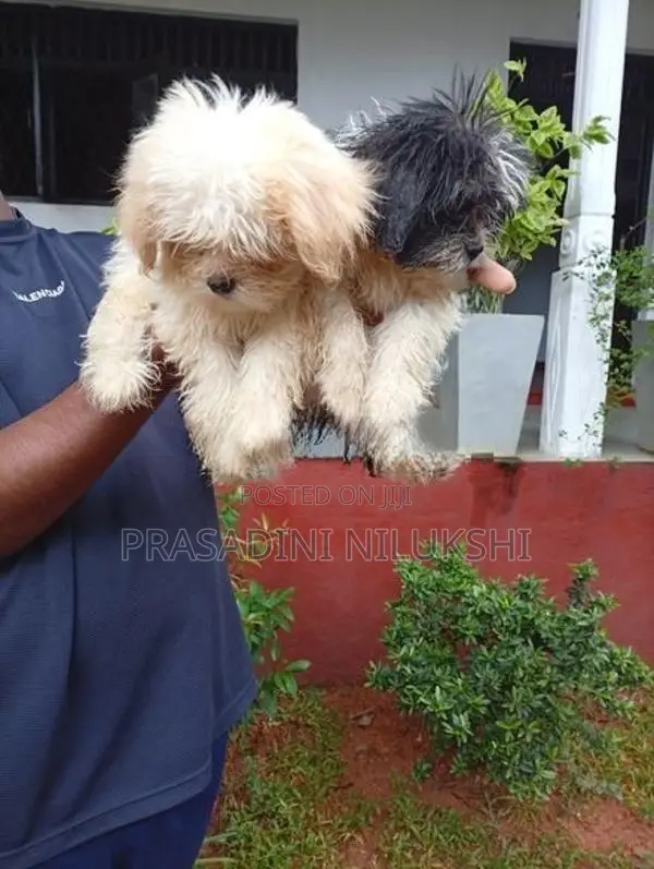 Shih Tzu Puppies
