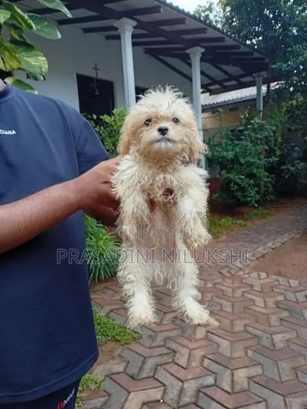 Shih Tzu Puppies