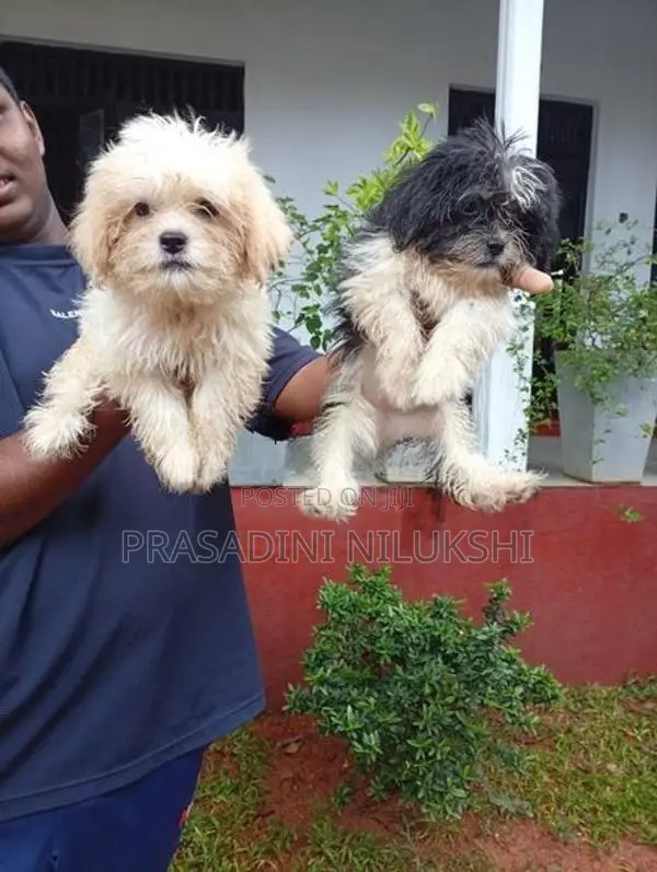 Shih Tzu Puppies