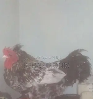 බෙන්‍ටම් Chick