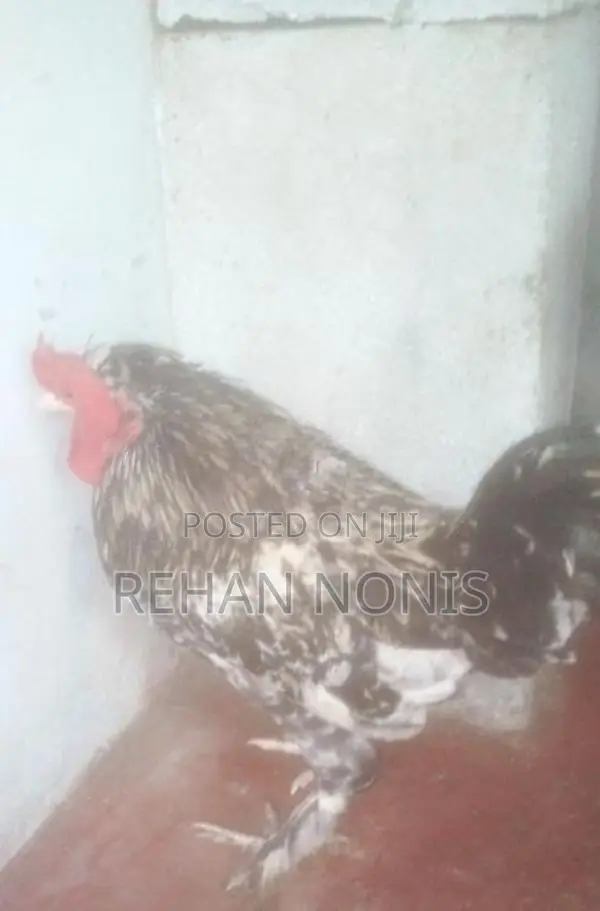 බෙන්‍ටම් Chick