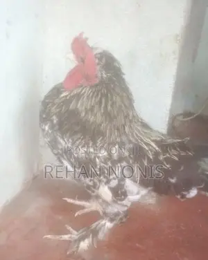 බෙන්‍ටම් Chick