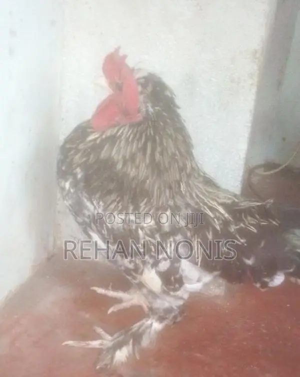 බෙන්‍ටම් Chick