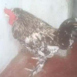 බෙන්‍ටම් Chick