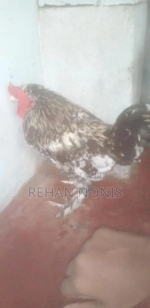 බෙන්‍ටම් Chick